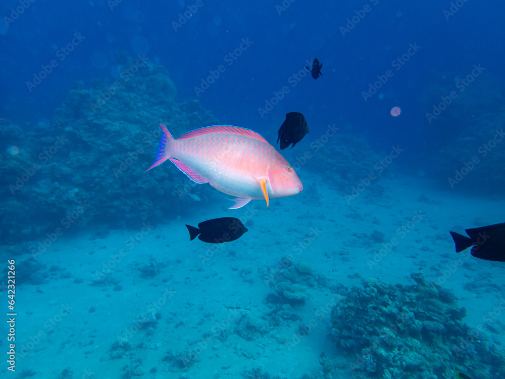 Wall mural fabulously beautiful inhabitants of the coral reef in the red sea