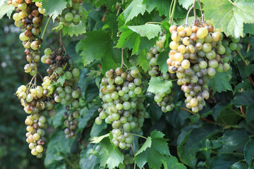 Detail of Powdery mildew or oidium of grapes, Plasmopara viticola, Mildew a plant disease on white...