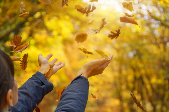 Female hands try to catch falling autumn leaves.