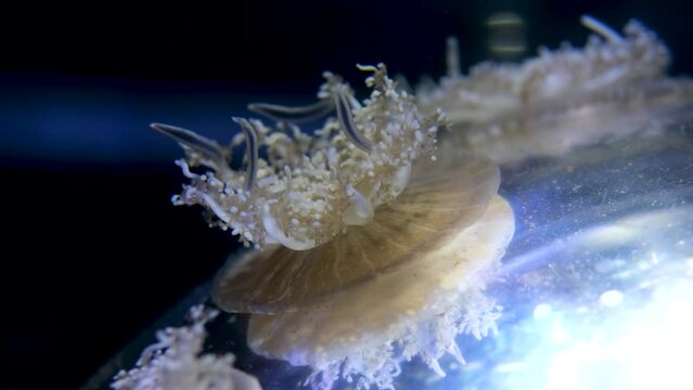 Upside Down Jellyfish Cassiopea andromeda swim over sandy bottom Underwater shot,. High quality 4k footage