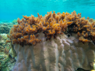 Fabulously beautiful inhabitants of the coral reef in the Red Sea