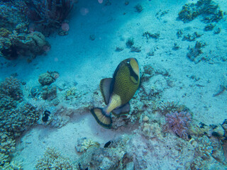 Fabulously beautiful inhabitants of the coral reef in the Red Sea