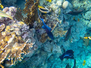 Fabulously beautiful inhabitants of the coral reef in the Red Sea