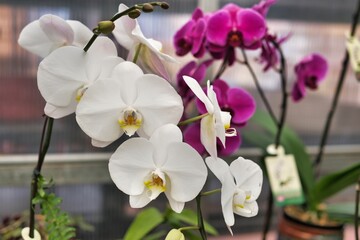 White delicate orchids against the backdrop of a greenhouse.