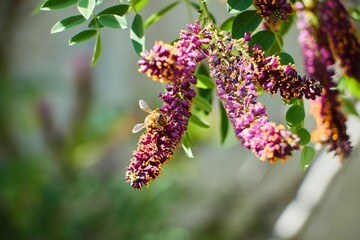Cultural garden flower of lilac color. Planting plants in parks or flower beds.