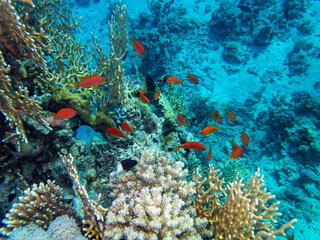 Obraz na płótnie Canvas Fabulously beautiful inhabitants of the coral reef in the Red Sea
