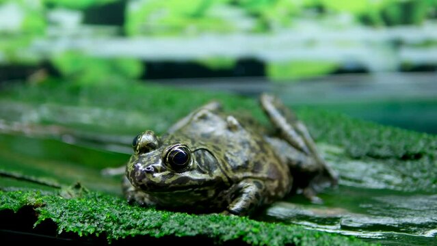 African Bullfrog Mating On Water frog in aquarium transparent water algae stones sitting frozen bulging eyes huge waterfowl disgust background nature natural life aquarium vancouver british columbia