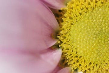 Blume