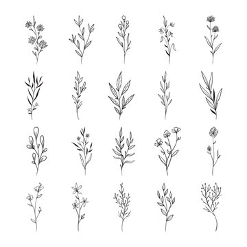 plant and leaves hand drawn vector set