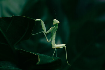 praying mantis on green leaf