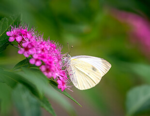 Macro of a white cabbage  butterfly