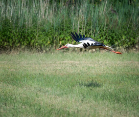 White stork flying above a meadow