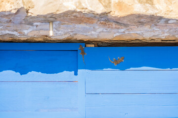 Dos Dragones comunes , Tarentola mauritanica en la puerta de madera