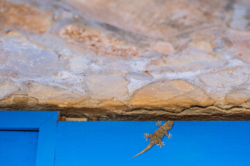Dragón común, Tarentola mauritanica 