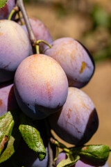 Ripe black plums on a tree branch in a field in Salamanca, Spain