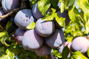 Ripe black plums on a tree branch in a field in Salamanca, Spain
