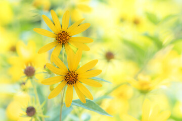 咲き乱れる黄色いイヌキクイモの花