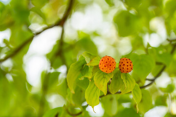 オレンジ色のヤマボウシの実