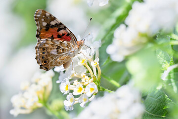 白いランタナの花の蜜を吸うヒメアカタテハ