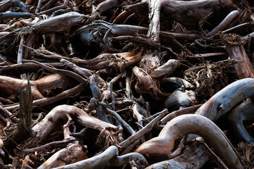 Tree root and branch background, handcrafted background of old tree roots and branches, abstract nature background, close up view  