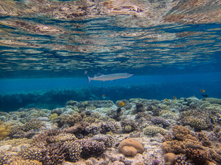 Fabulously beautiful inhabitants of the coral reef in the Red Sea