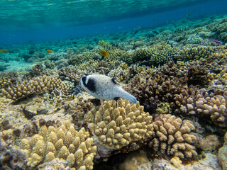 Fabulously beautiful inhabitants of the coral reef in the Red Sea