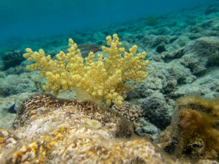 Fabulously beautiful inhabitants of the coral reef in the Red Sea