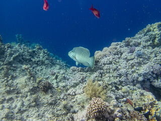 Fabulously beautiful inhabitants of the coral reef in the Red Sea