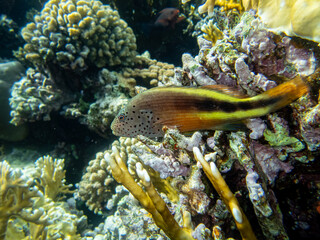 Fabulously beautiful inhabitants of the coral reef in the Red Sea