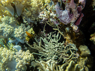 Fabulously beautiful inhabitants of the coral reef in the Red Sea