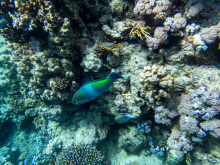 Fabulously beautiful inhabitants of the coral reef in the Red Sea