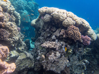 Fabulously beautiful inhabitants of the coral reef in the Red Sea