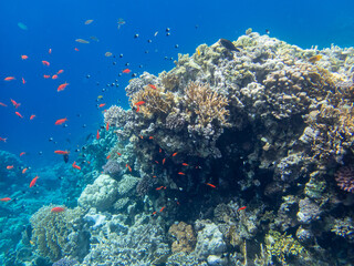 Obraz na płótnie Canvas Fabulously beautiful inhabitants of the coral reef in the Red Sea