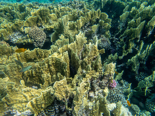 Fabulously beautiful inhabitants of the coral reef in the Red Sea