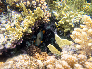 Fabulously beautiful inhabitants of the coral reef in the Red Sea