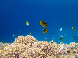 Fabulously beautiful inhabitants of the coral reef in the Red Sea