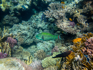 Naklejka premium Fabulously beautiful inhabitants of the coral reef in the Red Sea