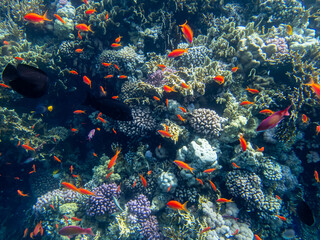 Fabulously beautiful inhabitants of the coral reef in the Red Sea