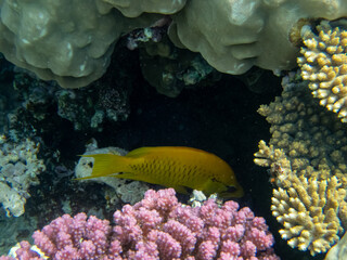 Fabulously beautiful inhabitants of the coral reef in the Red Sea