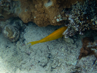 Fabulously beautiful inhabitants of the coral reef in the Red Sea