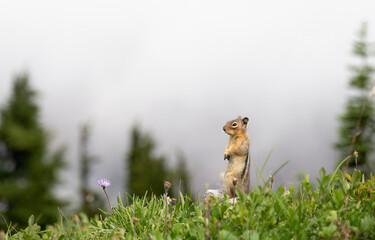 Golden-Mantled Ground Squirrel at Mount Rainier National Park. Washington State.