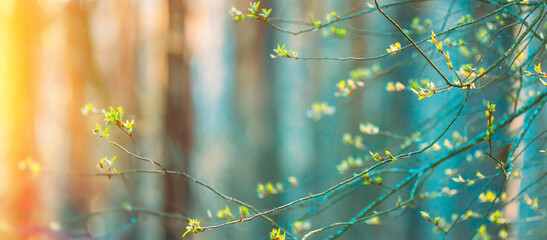 Young Spring Unblown Buds Growing In Branch Of Tree. Spring Concept Of Revival. Vital Spring Theme. Soft Summer Light Shining On Buds Bloom On Branches In Spring, Panoramic View. © Great Brut Here