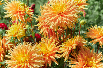 Orange-red aster close-up on a light green background