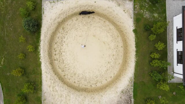Top view of a person trains a black horse on a leash which runs in circles on the sand in the paddock