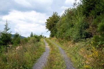 Fototapeta na wymiar path in the landscape with meadow, trees,sky