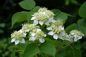 Wild Hydrangea Hydrangea