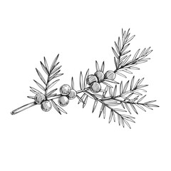 Vector hand-drawn illustration of juniper branch with berries isolated on white. Sketch of botanical element in engraving style. - 642345442
