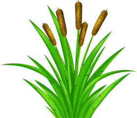 Sedge, reed, cane, bulrush. Illustration. 