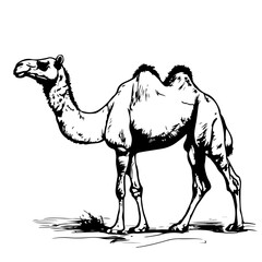 camel vector animal illustration for t-shirt. Sketch tattoo design on white background