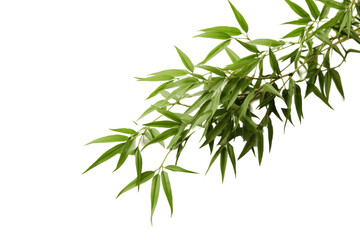 Bamboo Timeless CharmBamboo isolated on a transparent background. Generative Ai